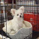 <span class="title">新しい家族が増えました🐶</span> <span class="title">新しい家族が増えました🐶</span>