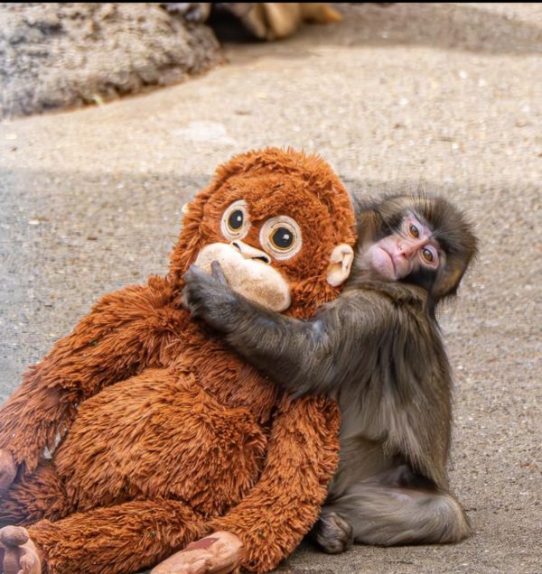 <span class="title">最近の推し活</span> <span class="title">最近の推し活</span>